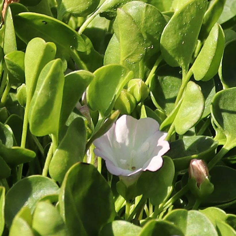 Falkia repens - Petites oreilles (Flowering)