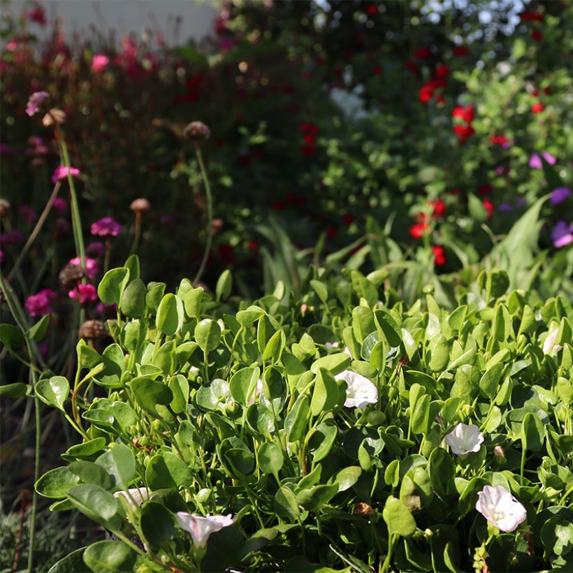 Falkia repens - Petites oreilles (Plant habit)