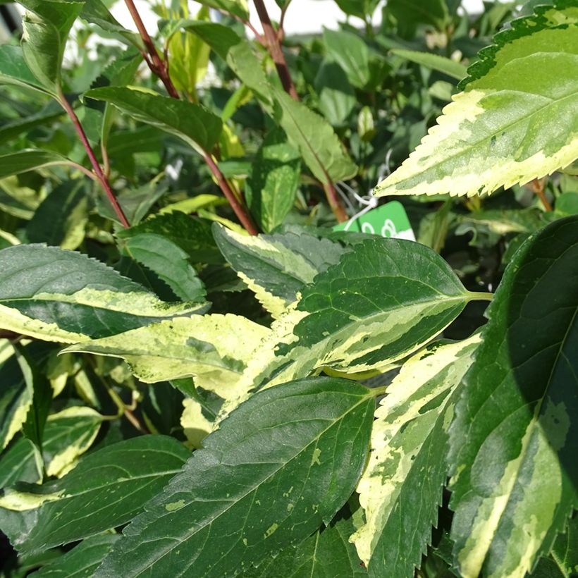 Forsythia x intermedia Variegata - Mimosa de Paris panaché (Foliage)