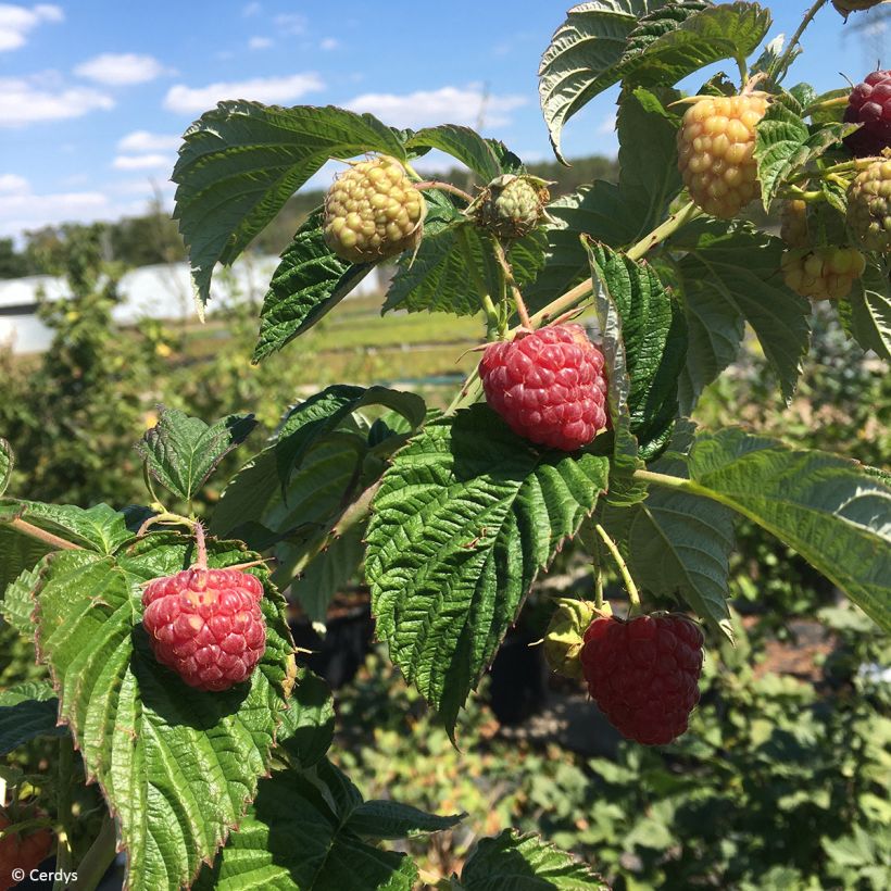 Framboisier Primeberry Autumn Fleshy - Rubus idaeus (Harvest)