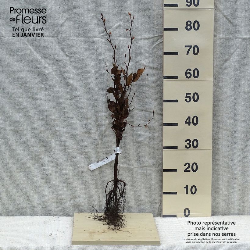 Example of Fagus sylvatica Atropurpurea - Hêtre pourpre Racines nues as you get in hiver