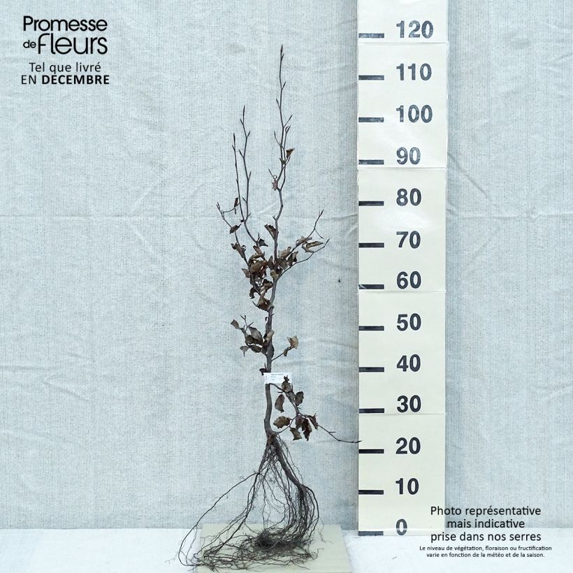 Example of Fagus sylvatica Atropurpurea - Hêtre pourpre Racines nues as you get in hiver