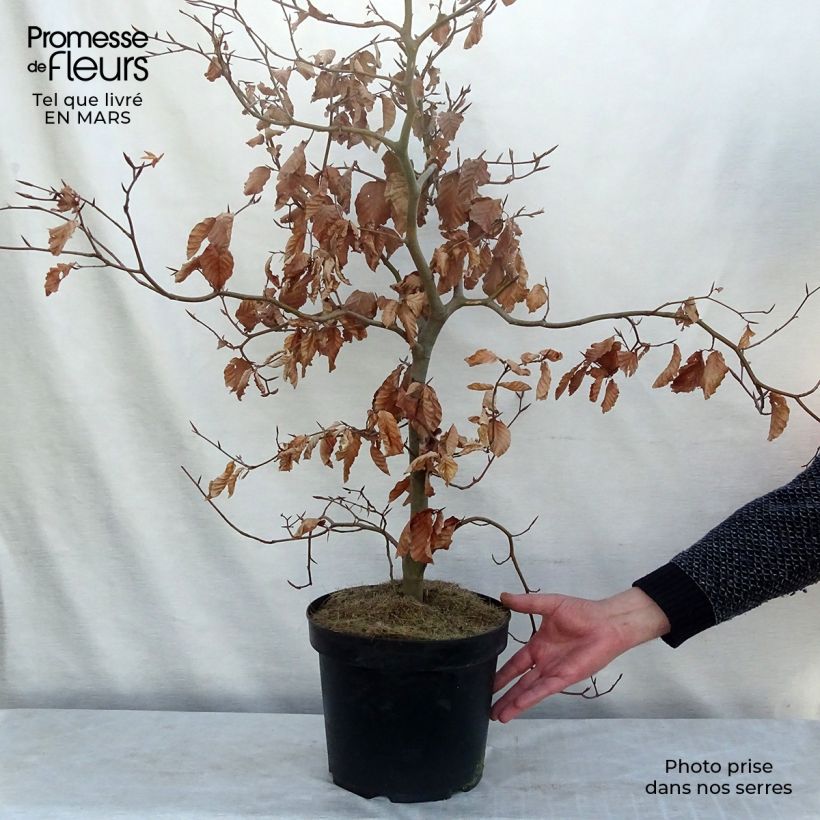 Example of Fagus sylvatica Atropurpurea - Hêtre pourpre Pot de 4L/5L as you get in printemps