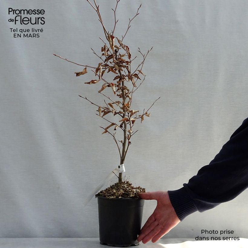 Example of Fagus sylvatica Atropurpurea - Hêtre pourpre Pot de 2L/3L as you get in printemps