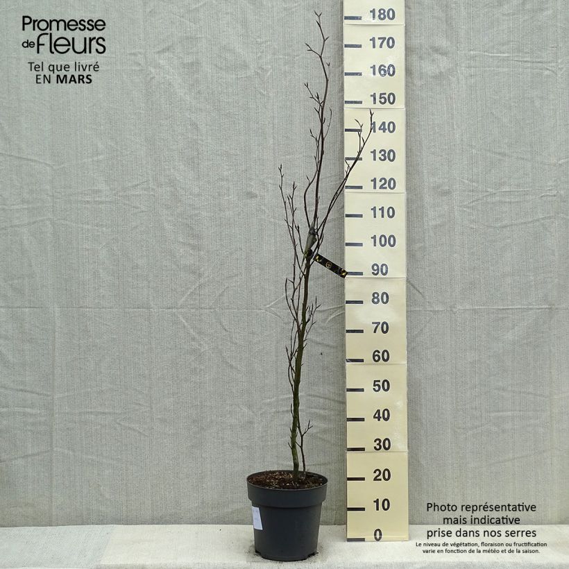 Example of Fagus sylvatica Dawyck - Hêtre fastigié Pot de 4L/5L as you get in printemps