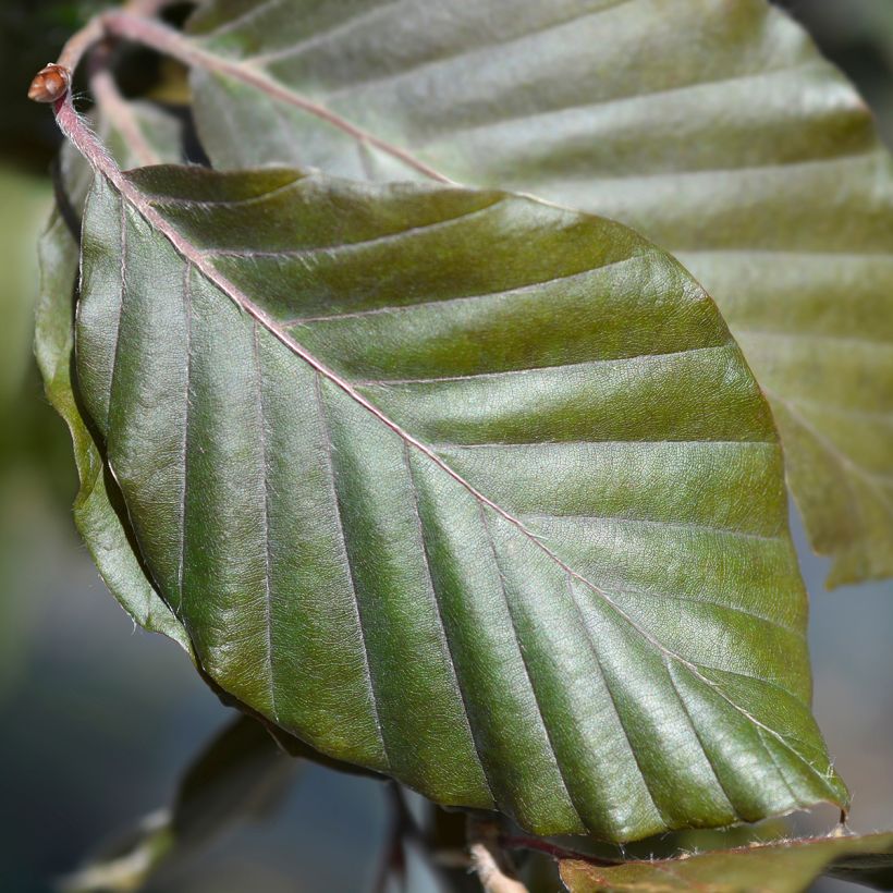 Fagus sylvatica Dawyck - Hêtre fastigié (Foliage)