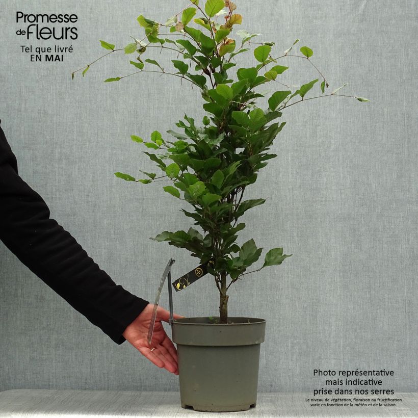 Example of Fagus sylvatica Dawyck Purple - Hêtre fastigié pourpre Pot de 4L/5L as you get in printemps