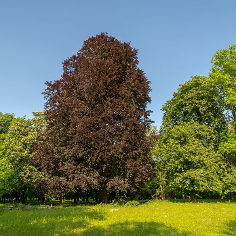Fagus sylvatica Dawyck Purple - Hêtre fastigié pourpre (Plant habit)