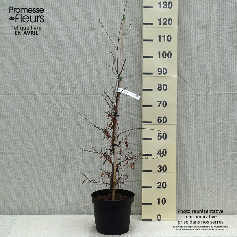 Example of Fagus sylvatica Midnight Feather - Hêtre Pot de 4L/5L as you get in printemps