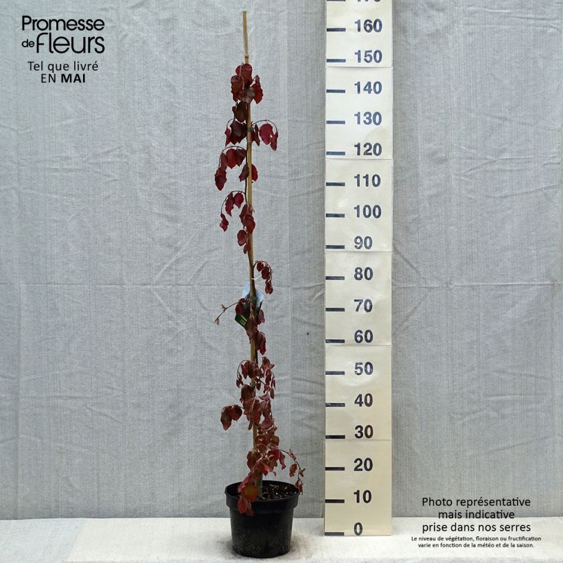 Example of Fagus sylvatica Purple Fountain - Hêtre pourpre pleureur Pot de 4L/5L as you get in printemps