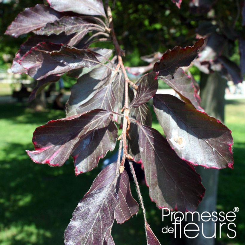 Hêtre pourpre pleureur - Fagus sylvatica Purpurea Pendula (Foliage)