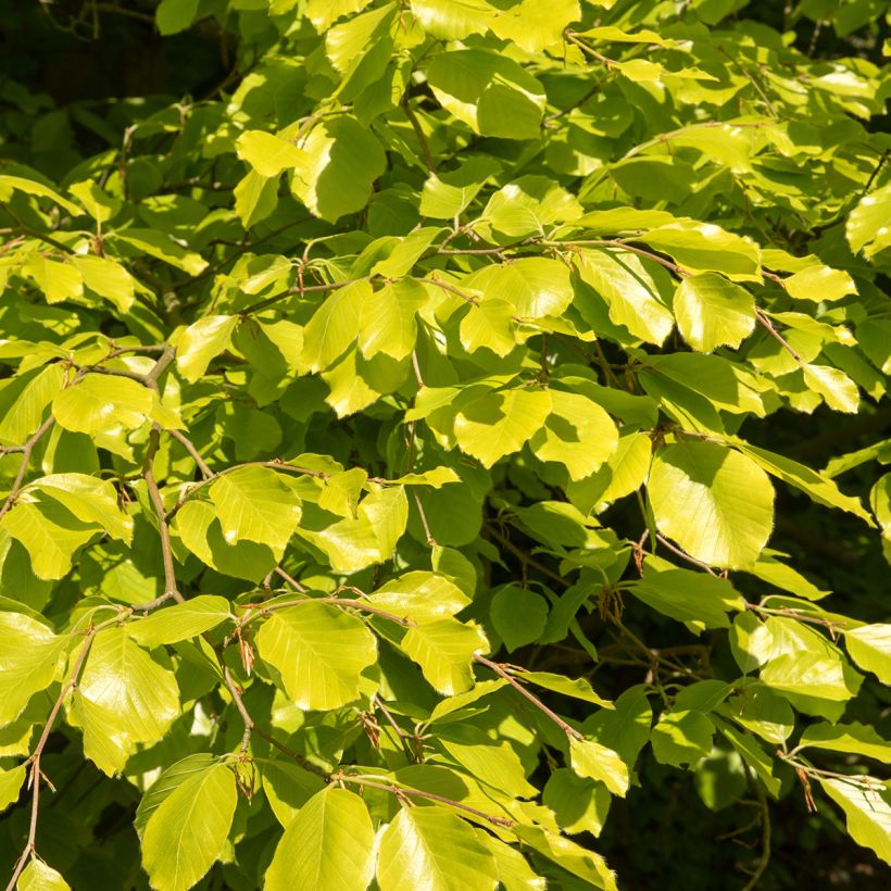 Fagus sylvatica Zlatia - Hêtre commun doré (Foliage)