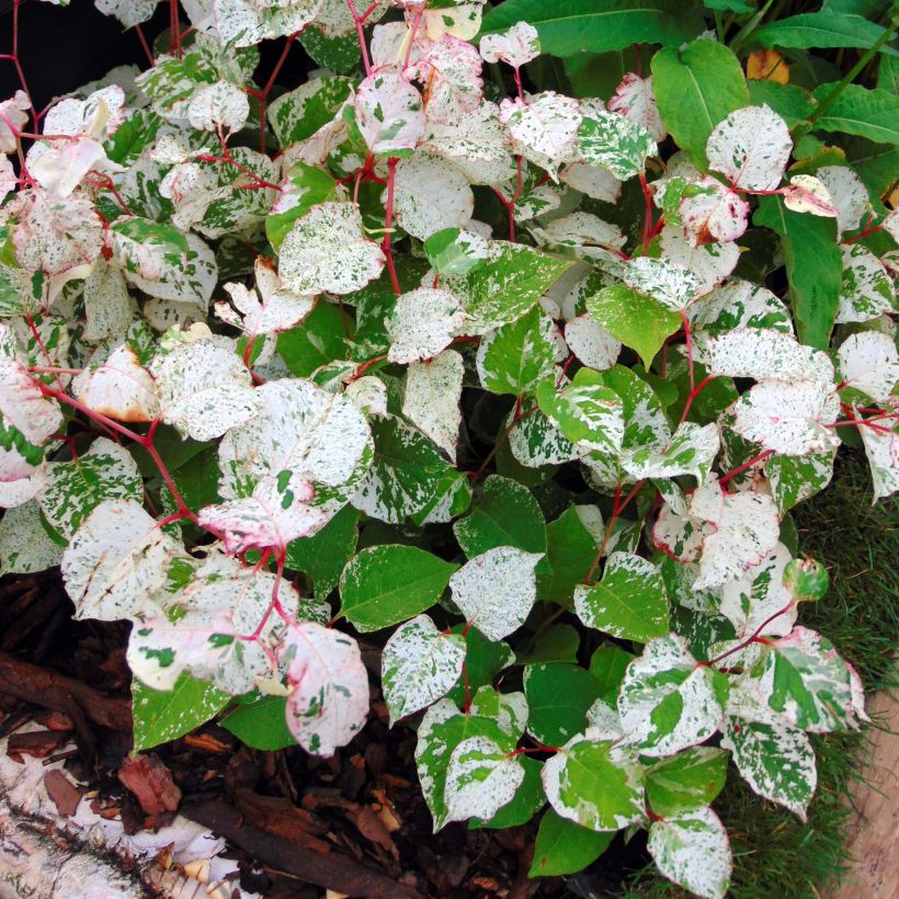 Fallopia japonica Variegata - Renouée panachée. (Foliage)