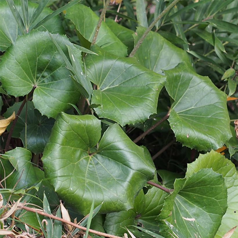Farfugium japonicum - Plante panthère (Foliage)
