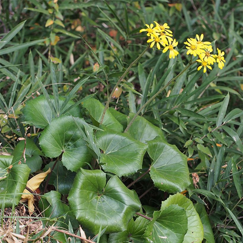 Farfugium japonicum - Plante panthère (Plant habit)
