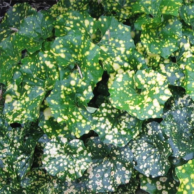 Farfugium japonicum Aureomaculatum - Plante Panthère. (Foliage)