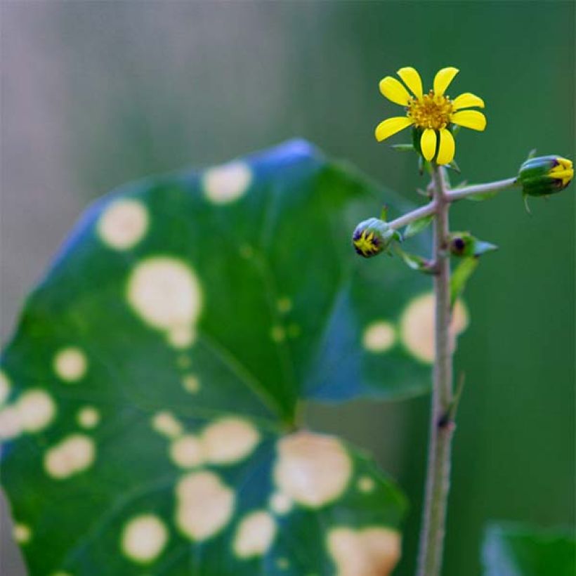 Farfugium japonicum Aureomaculatum - Plante Panthère. (Flowering)