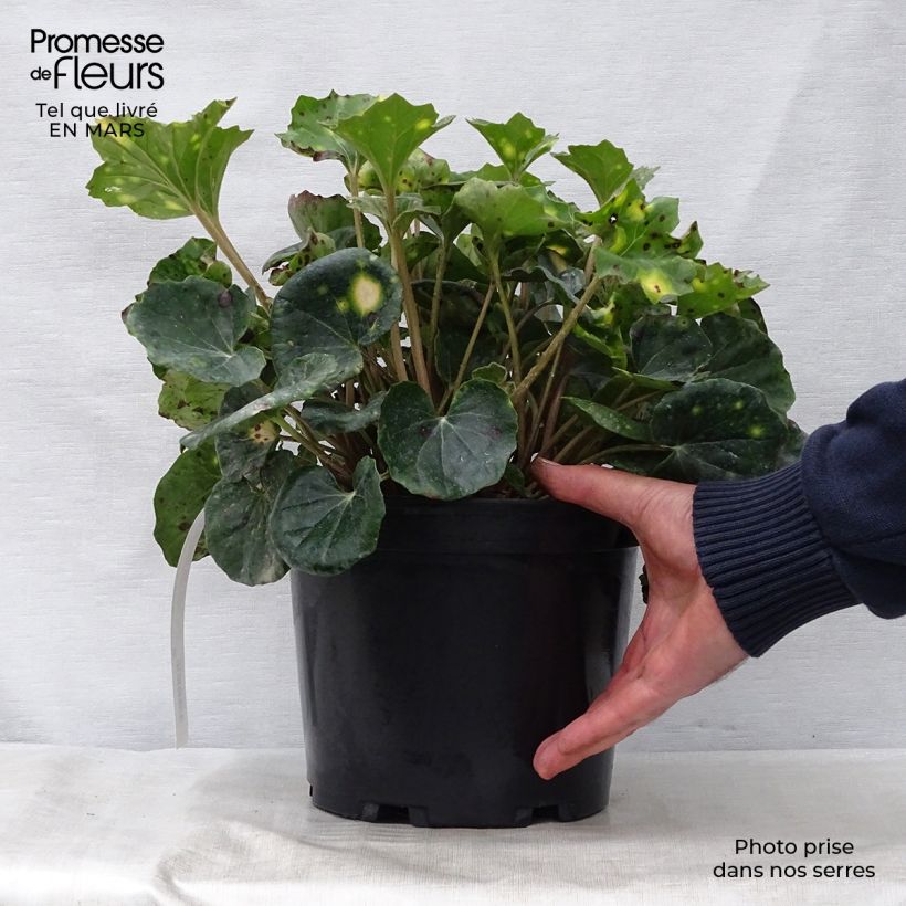 Example of Farfugium japonicum Aureomaculatum - Plante Panthère. Pot de 3L/4L as you get in printemps