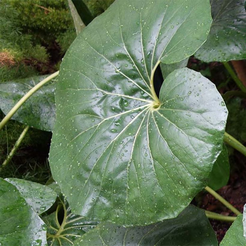 Farfugium japonicum Gigantea - Plante Panthère géante. (Foliage)
