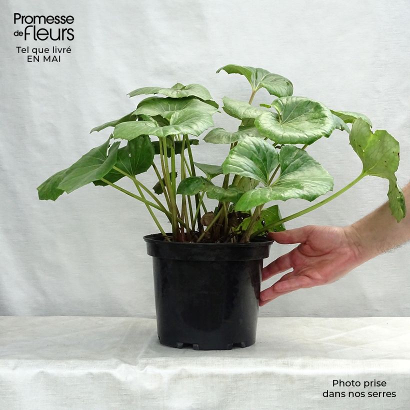 Example of Farfugium japonicum Gigantea - Plante Panthère géante. Pot de 3L/4L as you get in printemps