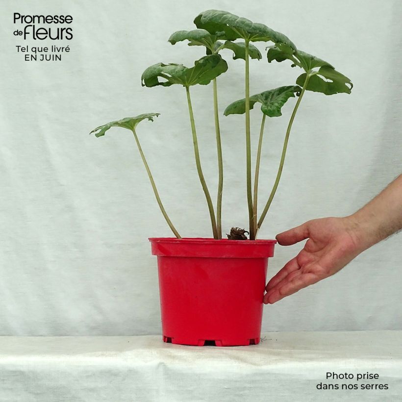 Spécimen de Farfugium japonicum - Plante panthère Pot de 3L/4L tel que livré en été