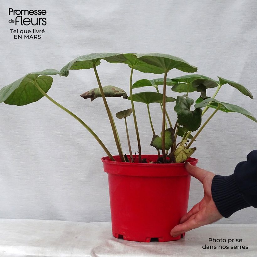 Example of Farfugium japonicum - Plante panthère Pot de 3L/4L as you get in printemps