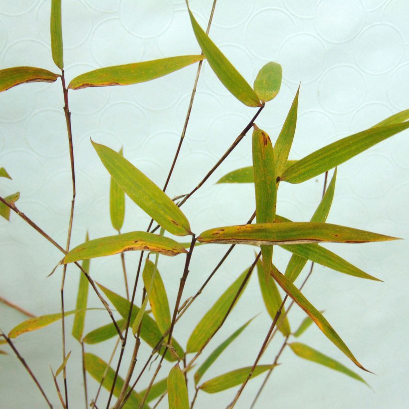 Fargesia Green Dragon - Bambou non traçant. (Foliage)