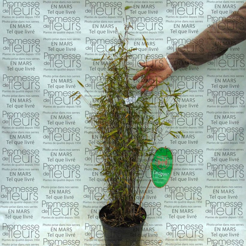 Example of Fargesia Green Dragon - Bambou non traçant. Pot de 2L/3L as you get