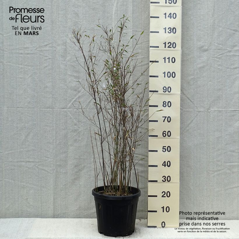 Example of Fargesia Taibashan 2 - Bambou non traçant Pot de 12L/15L as you get in printemps