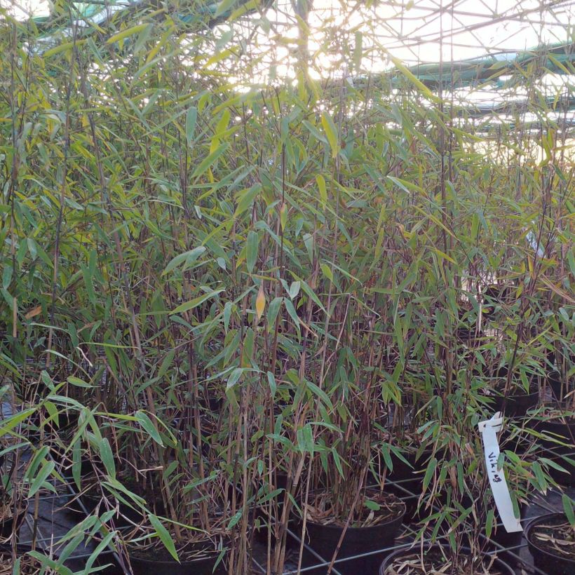Fargesia Viking - Bambou non traçant (Plant habit)