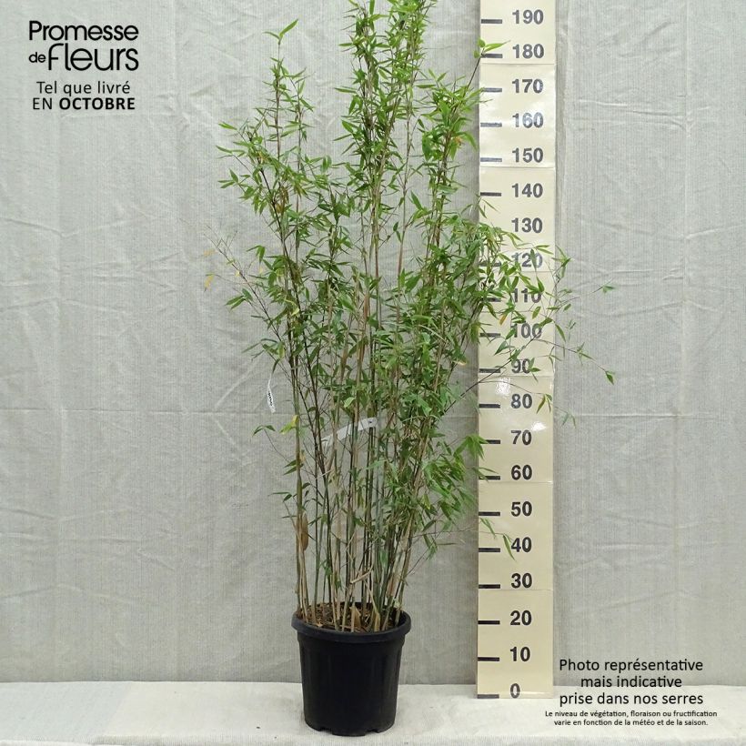 Example of Fargesia Viking - Bambou non traçant Pot de 12L/15L as you get in printemps