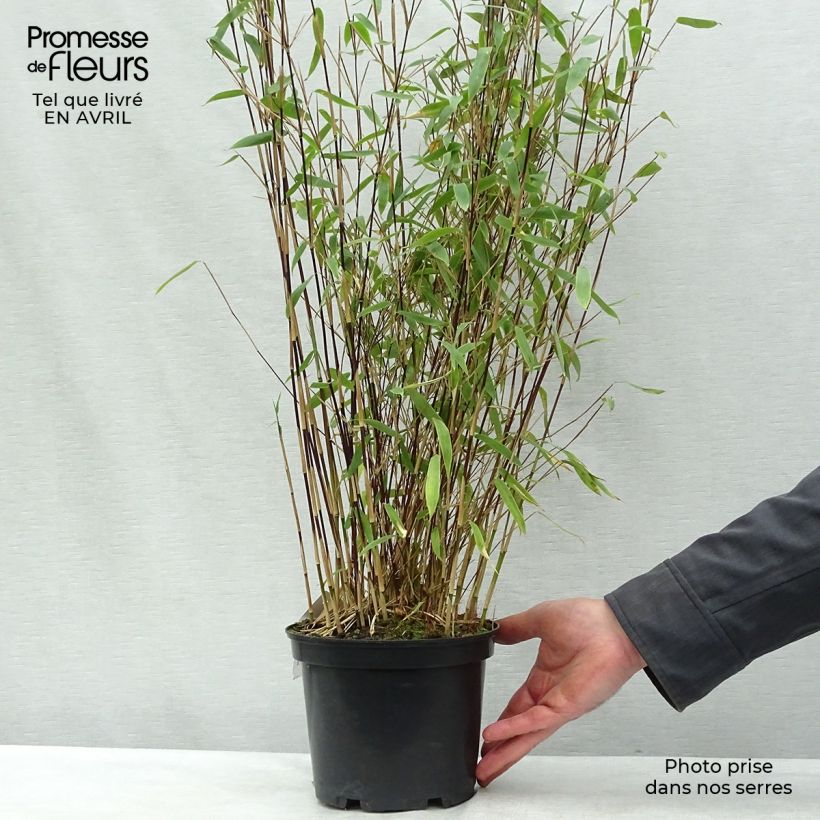 Example of Fargesia Winter Joy - Bambou non traçant Pot de 2L/3L as you get in printemps
