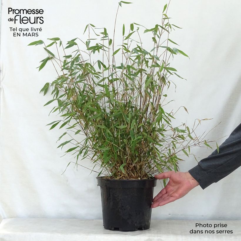 Example of Fargesia Winter Joy - Bambou non traçant Pot de 7,5L/10L as you get in printemps