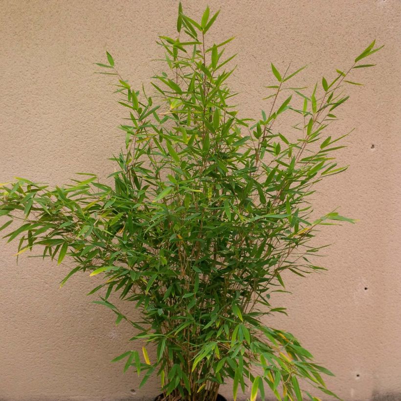 Fargesia Winter Joy - Bambou non traçant (Plant habit)