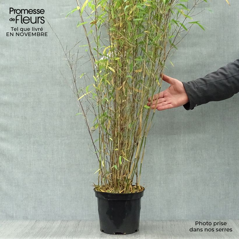 Spécimen de Fargesia Winter Joy - Bambou non traçant Pot de 4L/5L tel que livré en automne