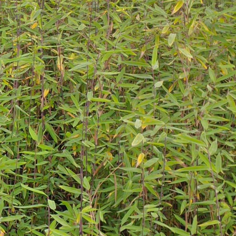 Fargesia demissa Gerry - Bambou non traçant (Foliage)