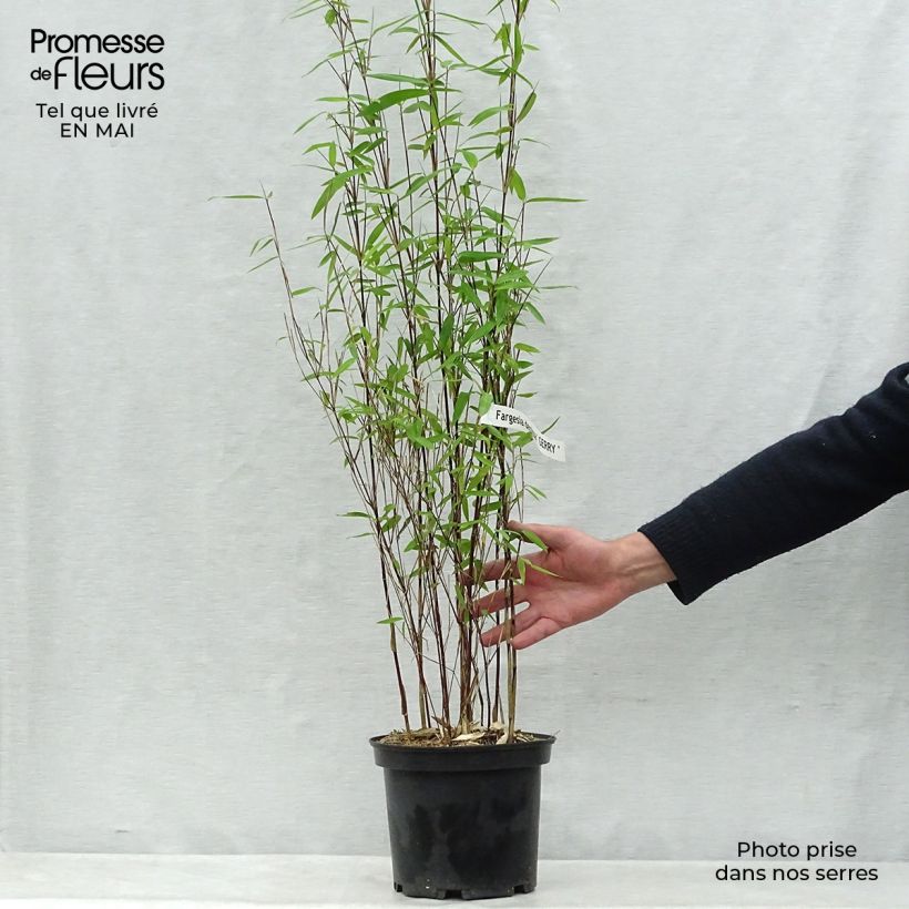Example of Fargesia demissa Gerry - Bambou non traçant Pot de 4L/5L as you get in printemps