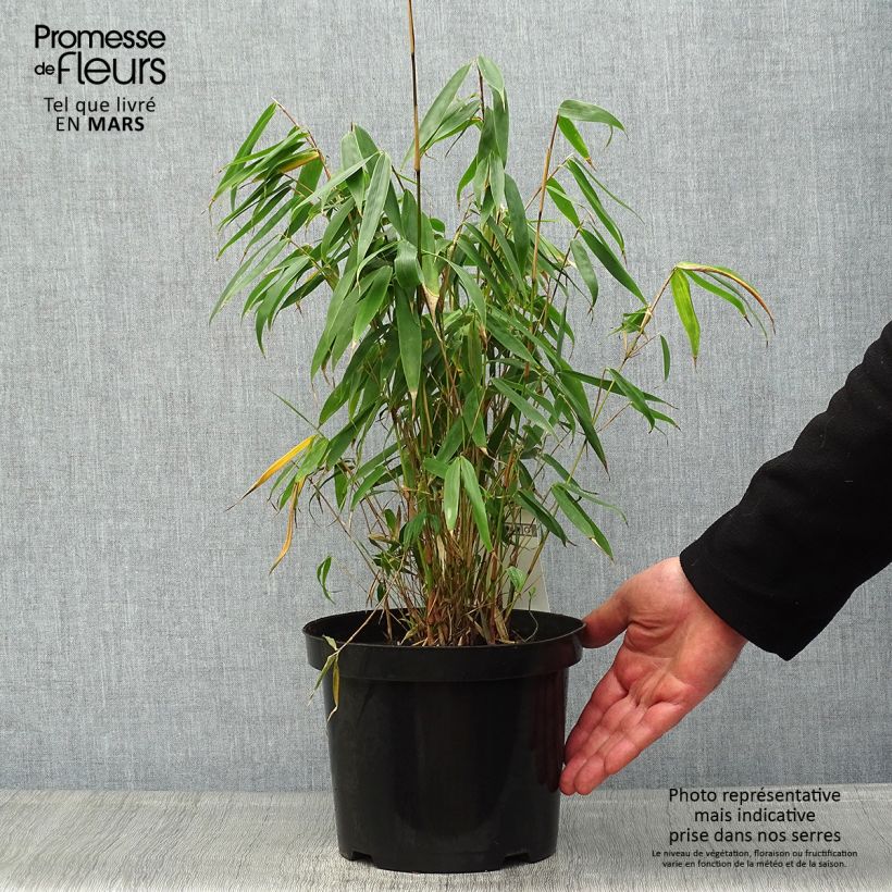 Spécimen de Fargesia murielae Tauro - Bambou non tracant Pot de 4L/5L tel que livré au printemps