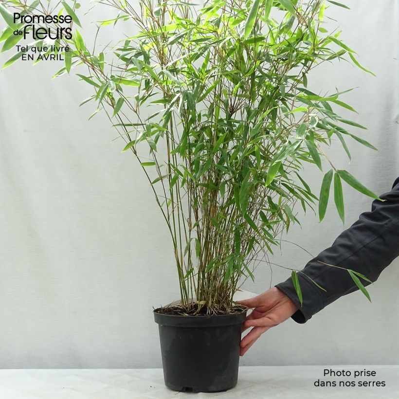 Example of Fargesia nitida Black Pearl - Bambou non traçant  Pot de 4L/5L as you get in printemps