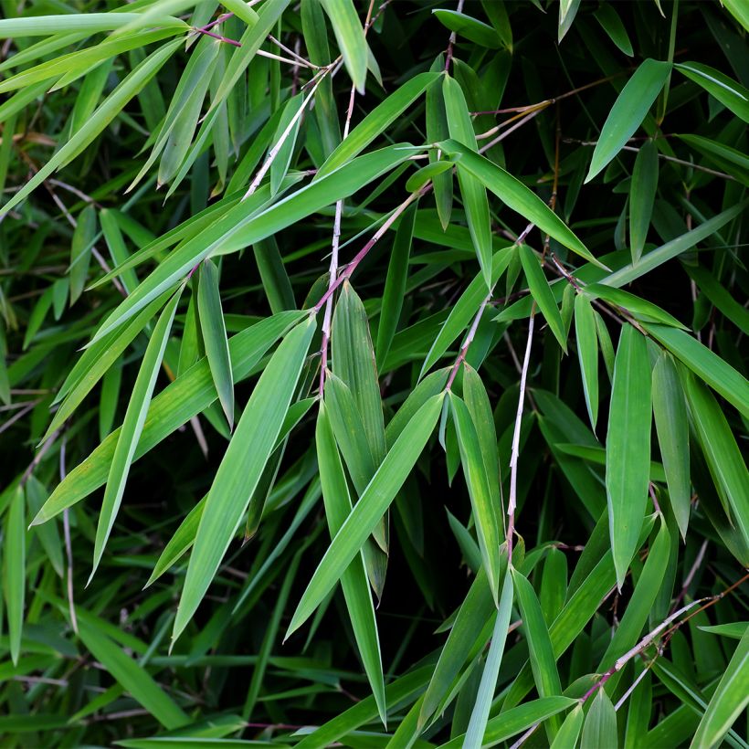 Fargesia nitida Gansu - Bambou non traçant (Foliage)