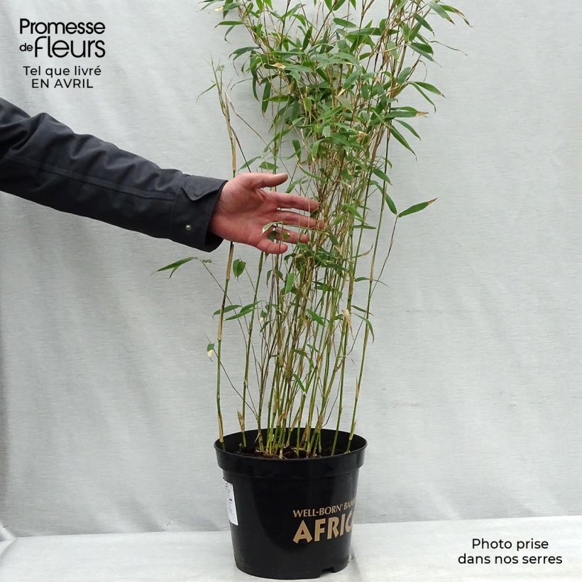 Example of Fargesia nitida Great Wall - Bambou non traçant Pot de 7,5L/10L as you get in printemps