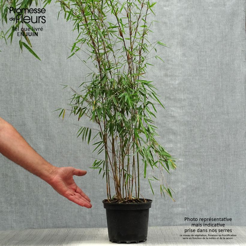 Spécimen de Fargesia nitida Jiu - Bambou non traçant Pot de 2L/3L tel que livré en été