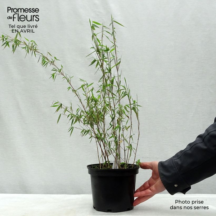 Example of Fargesia nitida Jiu - Bambou non traçant Pot de 2L/3L as you get in printemps