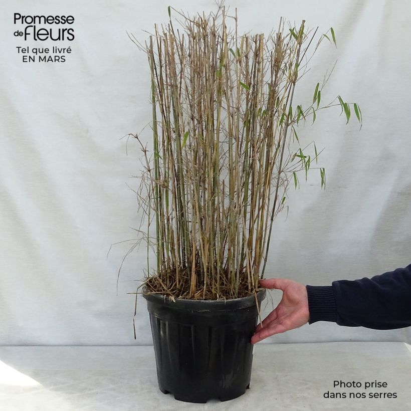 Example of Fargesia nitida Jiu - Bambou non traçant Pot de 7,5L/10L as you get in printemps