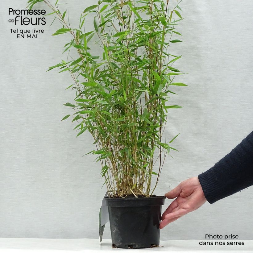 Example of Fargesia nitida Obelisk - Bambou non traçant Pot de 2L/3L as you get in printemps