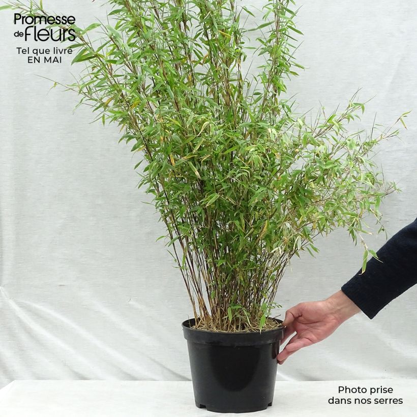Example of Fargesia nitida Volcano - Bambou non traçant Pot de 7,5L/10L as you get in printemps