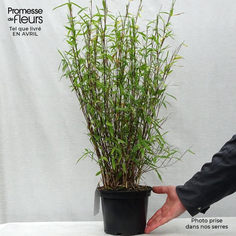 Example of Fargesia nitida Volcano - Bambou non traçant Pot de 2L/3L as you get in printemps