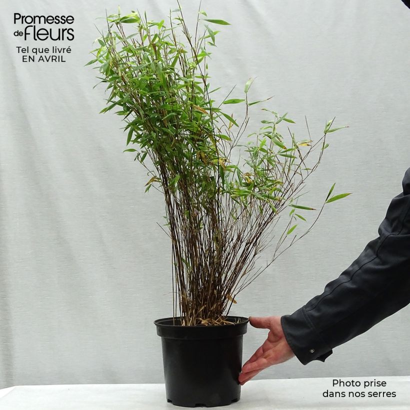 Example of Fargesia nitida Volcano - Bambou non traçant Pot de 4L/5L as you get in printemps
