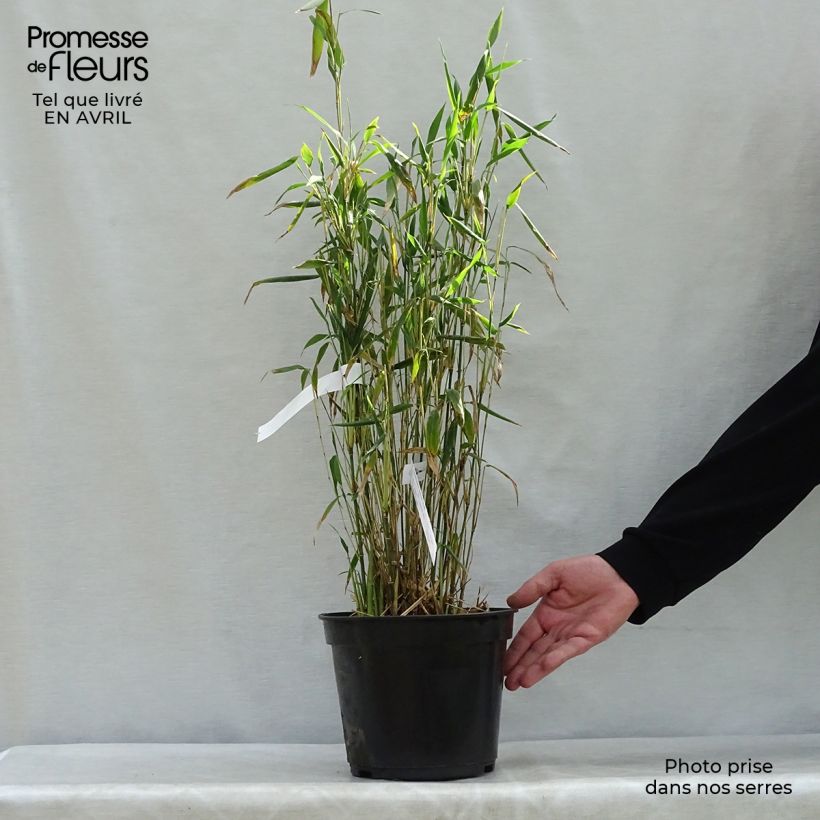 Example of Fargesia papyrifera Blue Dragon - Bambou non traçant Pot de 4L/5L as you get in printemps