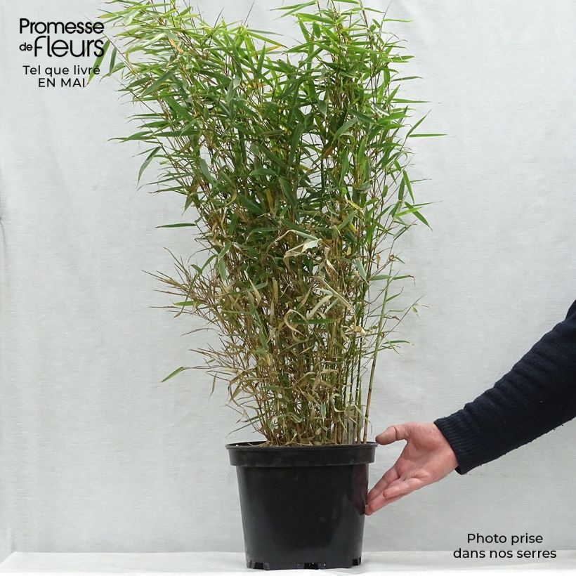 Example of Fargesia robusta - Bambou non traçant Pot de 4L/5L as you get in printemps